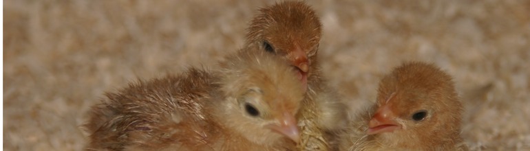 chicks2